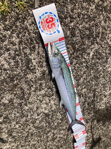 サゴシの釣果
