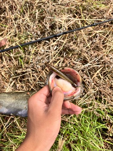 ニホンナマズの釣果