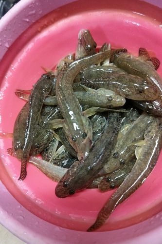 ハゼの釣果