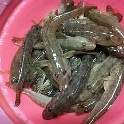 ハゼ