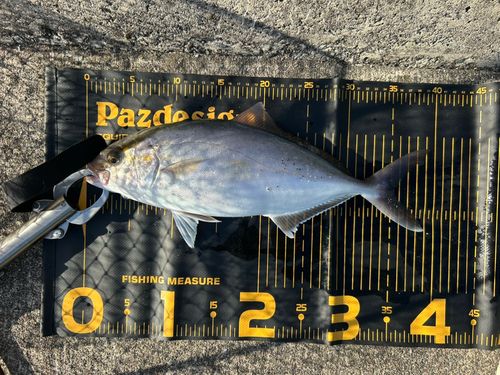 ショゴの釣果