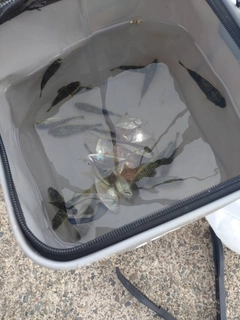 ヒイラギの釣果