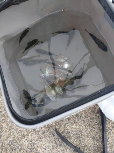 ヒイラギの釣果