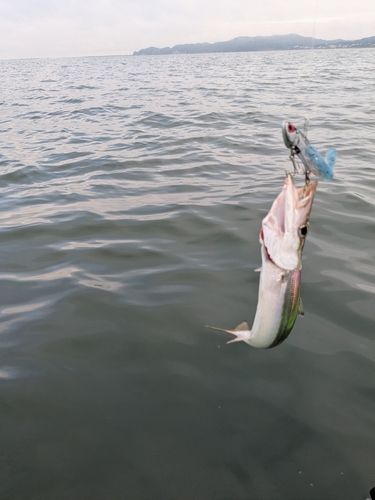 カマスの釣果