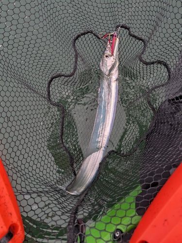 タチウオの釣果