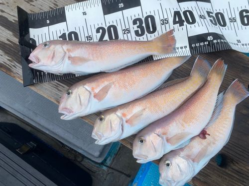 シロアマダイの釣果