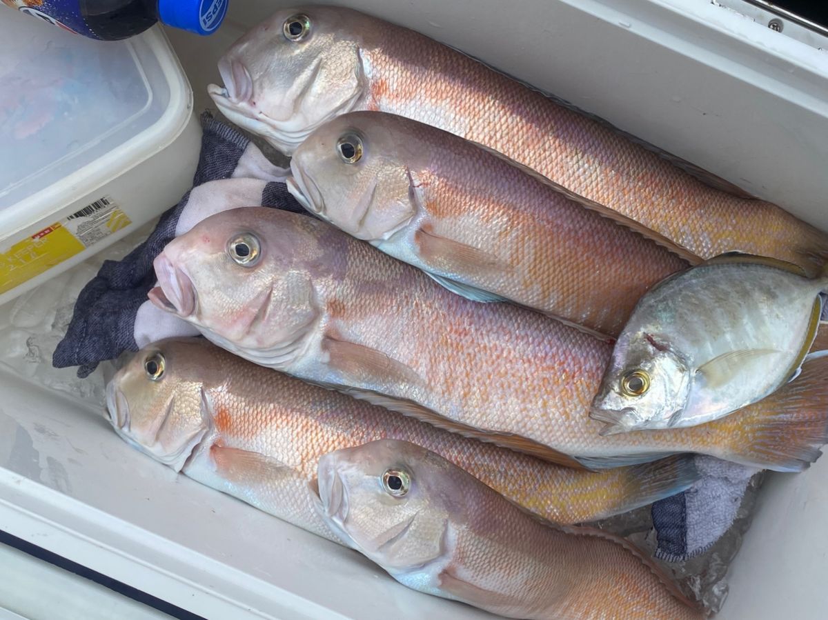 赤いの大好きさんの釣果 2枚目の画像