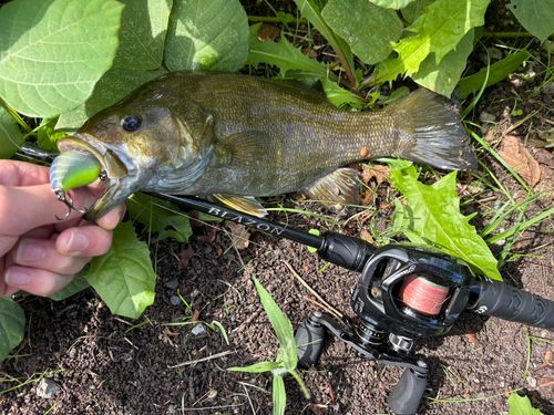 スモールマウスバスの釣果