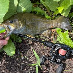 スモールマウスバス