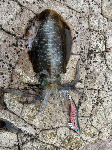 アオリイカの釣果