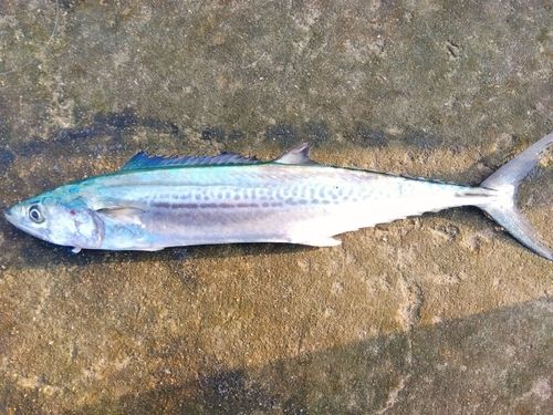 サゴシの釣果