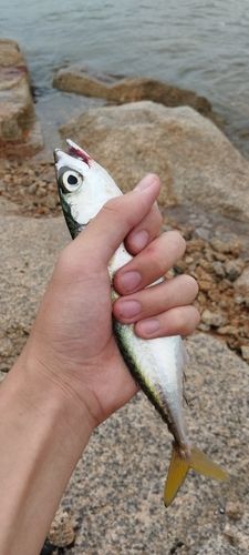 サバの釣果
