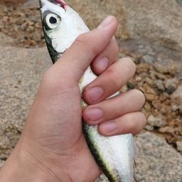 サバ