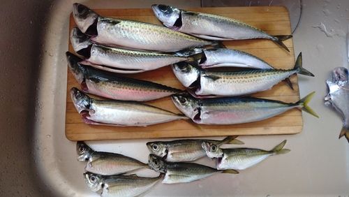 サバの釣果