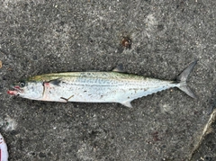 サゴシの釣果