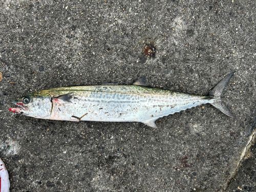 サゴシの釣果