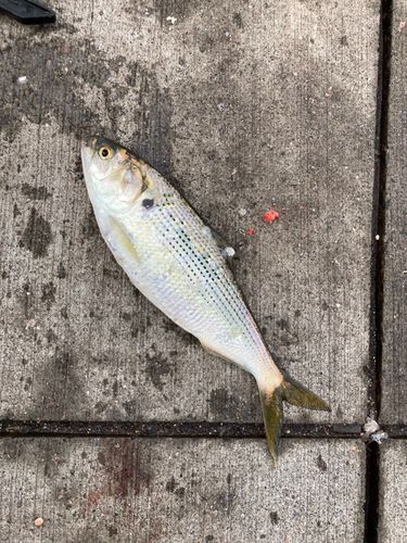 コノシロの釣果
