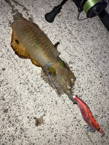 アオリイカの釣果