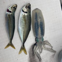 アジ