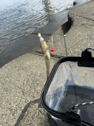 ハゼの釣果