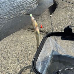 ハゼ