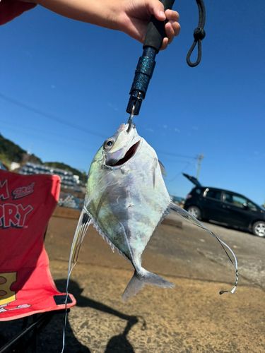 イトヒキアジの釣果