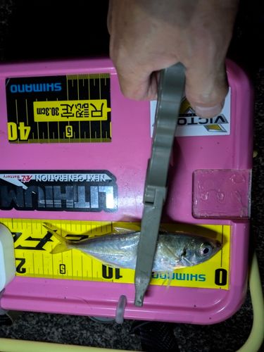 マアジの釣果