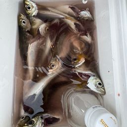 アジ