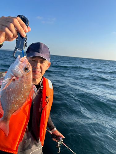 マダイの釣果