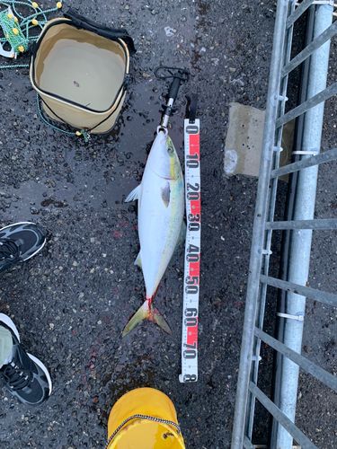 ハマチの釣果