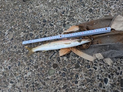 カマスの釣果