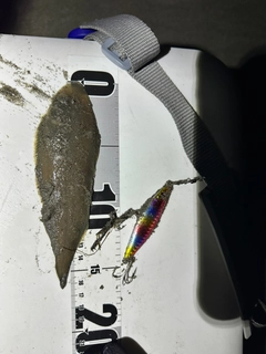 シタビラメの釣果