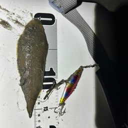 シタビラメ