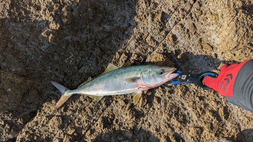 ヤズの釣果