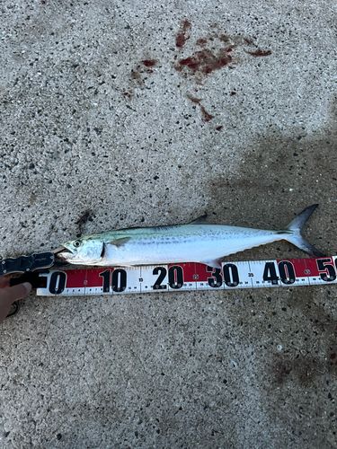 サゴシの釣果