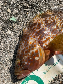 キジハタの釣果