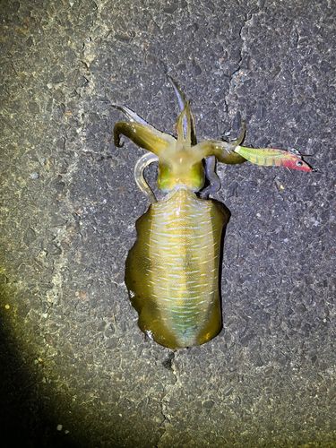イカの釣果