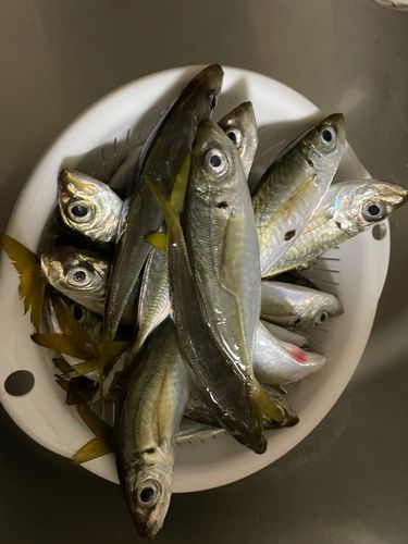 マアジの釣果
