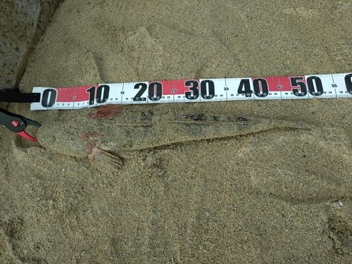 マゴチの釣果