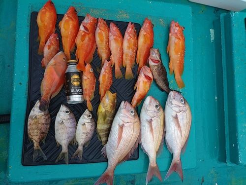 マダイの釣果