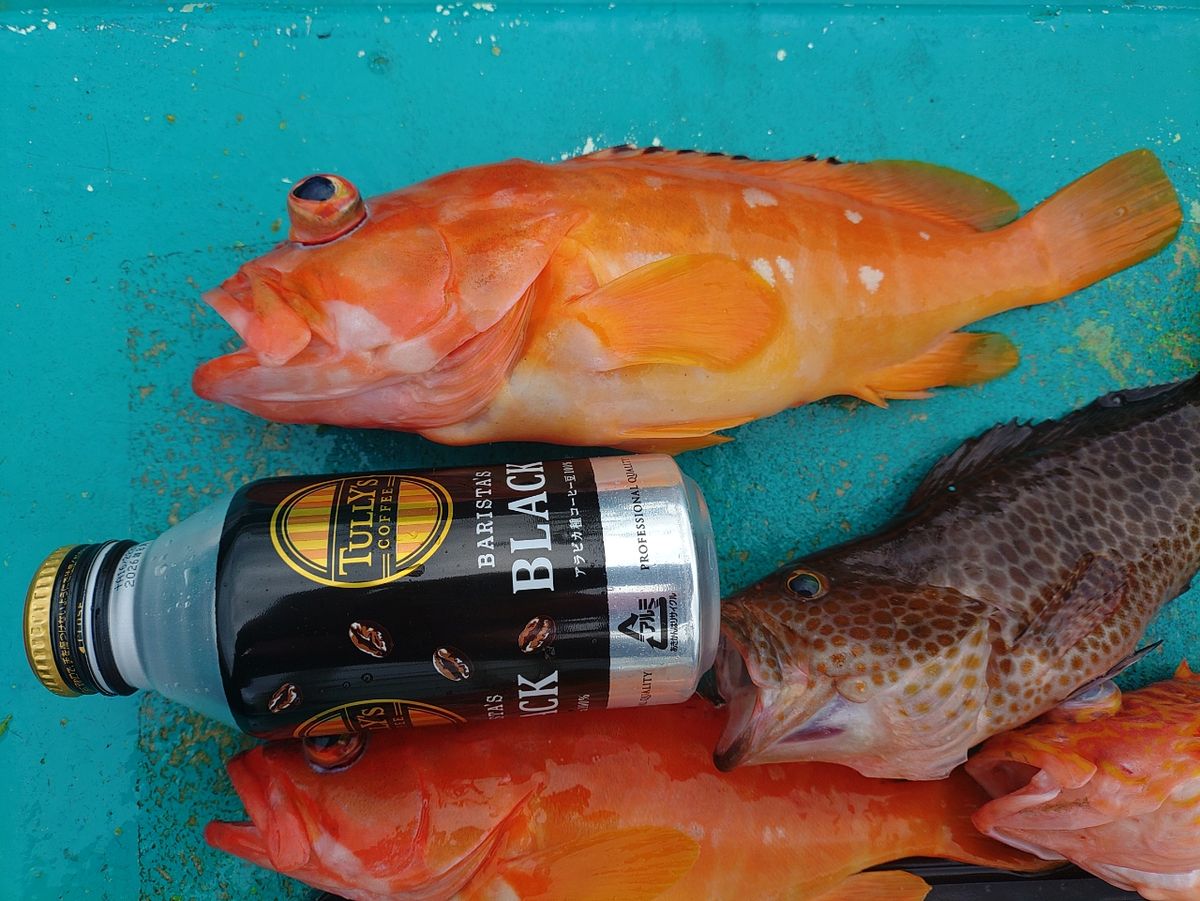 ヒサマルさんの釣果 3枚目の画像