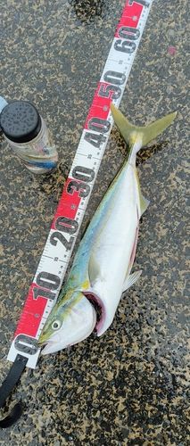ワカシの釣果