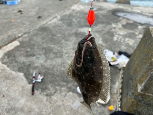 ヒラメの釣果