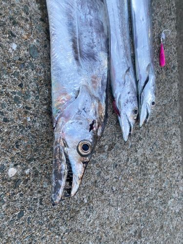 タチウオの釣果