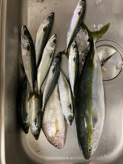 イナダの釣果