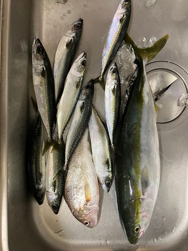 イナダの釣果