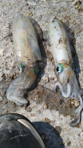 アオリイカの釣果