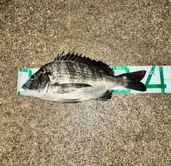 クロダイの釣果