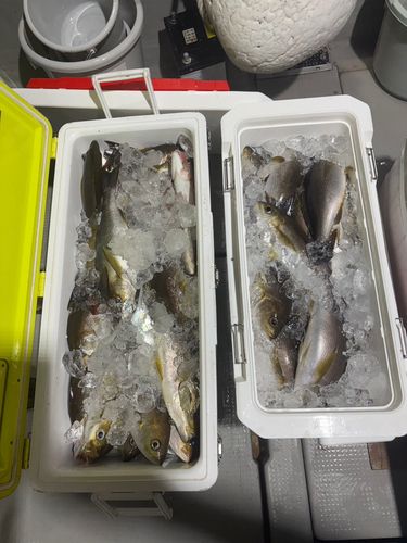 釣果