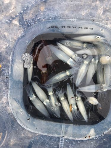 マメイカの釣果